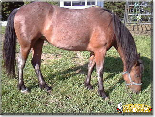 Red Raindrops the American Mustang, the Pet of the Day Red Raindrops the American Mustang, the Pet of the Day