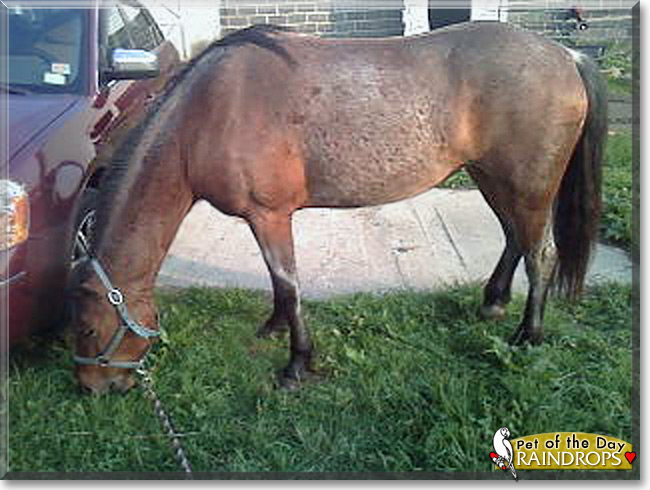 Red Raindrops the American Mustang, the Pet of the Day