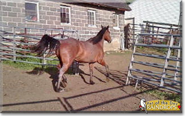 Red Raindrops the American Mustang, the Pet of the Day