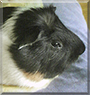 Kulíšek the English Crested Guinea Pig