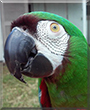 Sissy the Severe Macaw