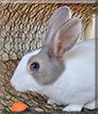 Putte the Rabbit