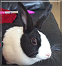 Lulu the Dutch Bunny