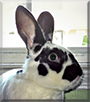 Ace the Satin Rabbit