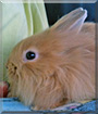 Schnuffel the Lionhead mix Rabbit