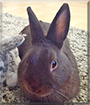 Coco the Dwarf Rabbit mix