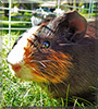 Kevin the Guinea Pig