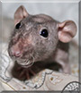 Ella the Hairless Rat