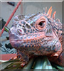 Natsu the Red Iguana