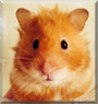 Flo the Syrian Hamster