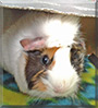 Aeris the Guinea Pig