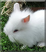 Mümmelchen the Rabbit