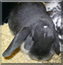Benny the Lop Rabbit
