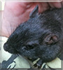 Mars the Gerbil