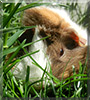 Sweeti the Guinea Pig