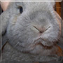 Bob the Holland Lop Rabbit