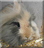 Leo the Lionhead Rabbit