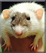 Dusky the Dumbo Rat
