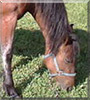 Red Raindrops the American Mustang