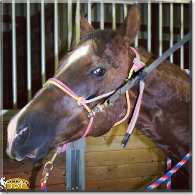 Joe the Horse, the Pet of the Day Joe the Horse, the Pet of the Day