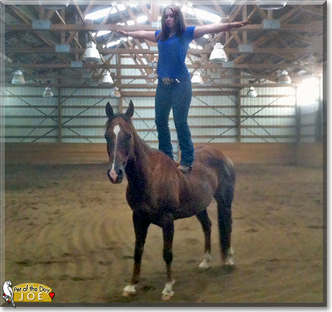 Joe the Horse, the Pet of the Day