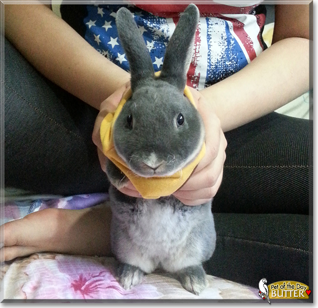 Butter the Mini Rex Rabbit, the Pet of the Day Butter the Mini Rex Rabbit, the Pet of the Day
