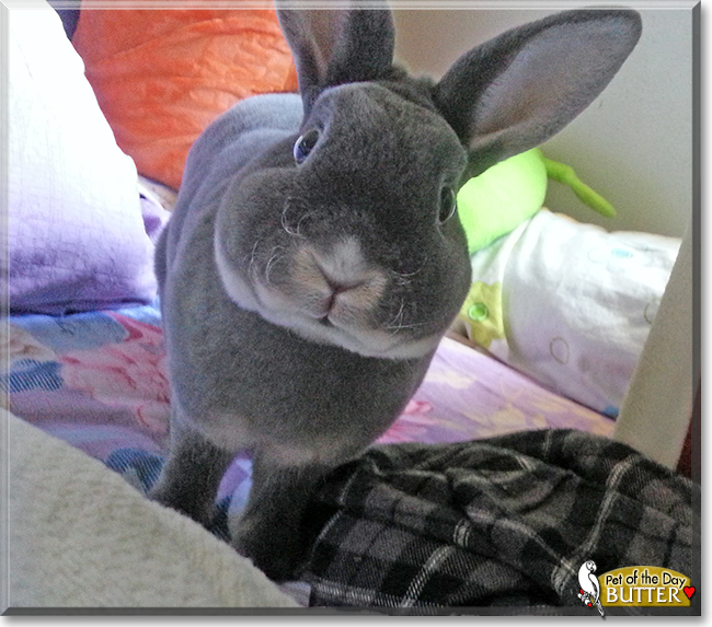 Butter the Mini Rex Rabbit, the Pet of the Day