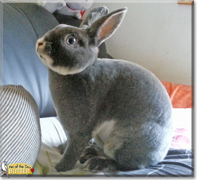 Butter the Mini Rex Rabbit, the Pet of the Day