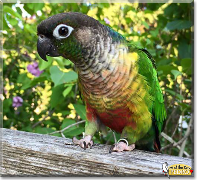 Pedro the Green Cheek Conure, the Pet of the Day