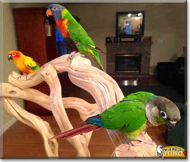 Pedro the Green Cheek Conure, the Pet of the Day
