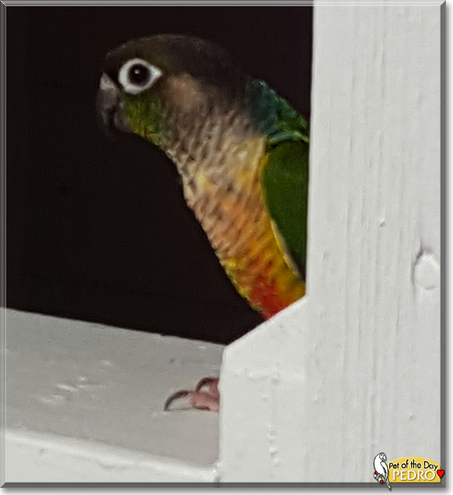 Pedro the Green Cheek Conure, the Pet of the Day