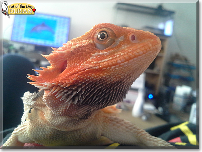 Durian the Bearded Dragon, the Pet of the Day Durian the Bearded Dragon, the Pet of the Day