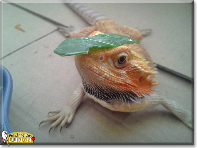 Durian the Bearded Dragon, the Pet of the Day