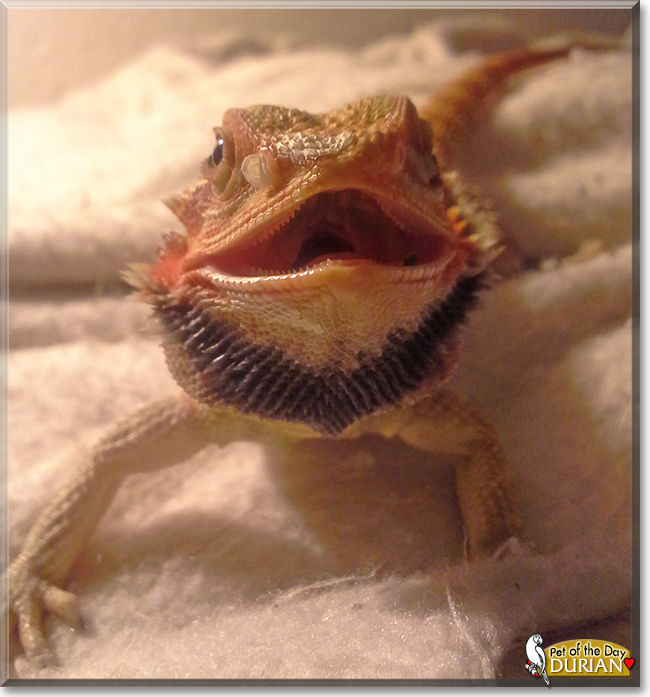 Durian the Bearded Dragon, the Pet of the Day