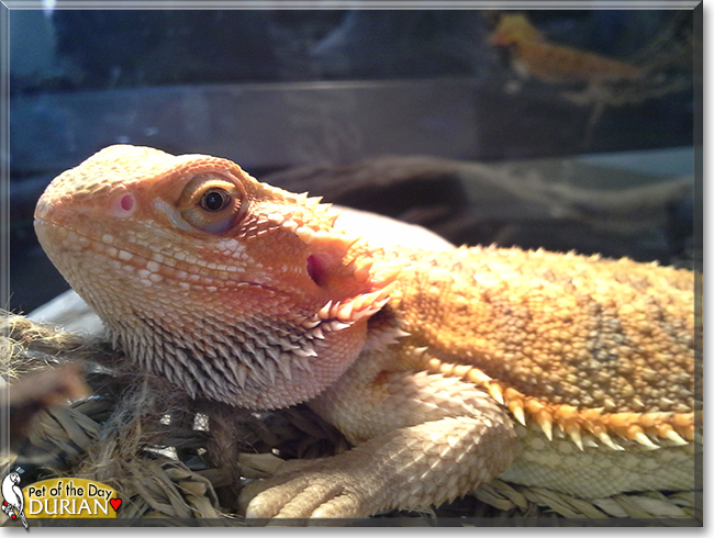 Durian the Bearded Dragon, the Pet of the Day