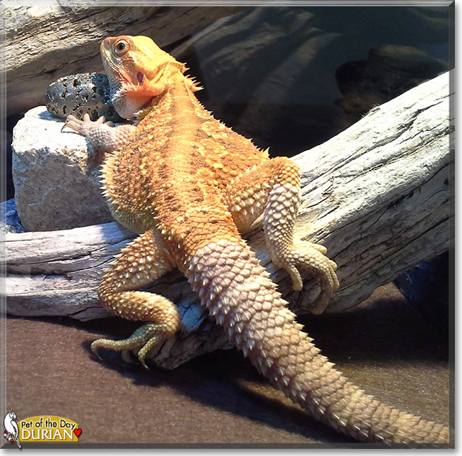 Durian the Bearded Dragon, the Pet of the Day