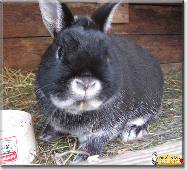 Paula, Bruno the Dwarf Rabbits, the Pet of the Day