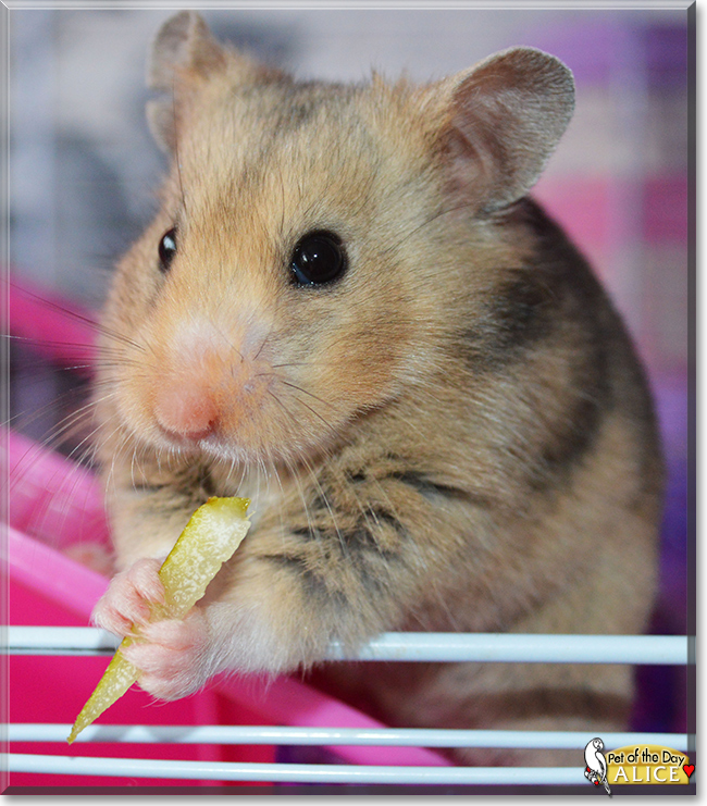 Alice the Hamster, the Pet of the Day Alice the Hamster, the Pet of the Day