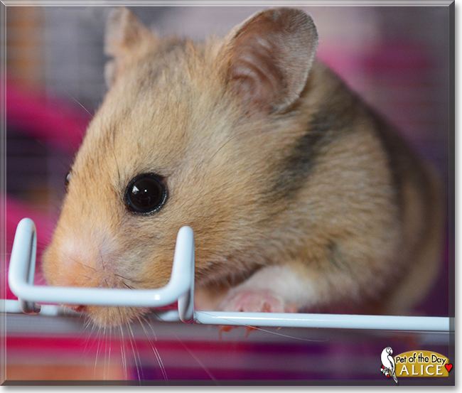 Alice the Hamster, the Pet of the Day