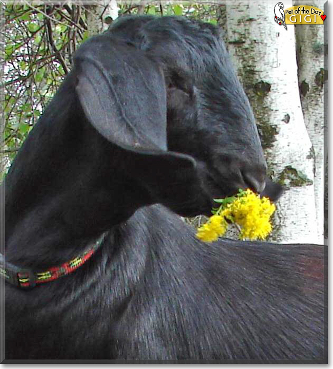 Gigi the Nubian mix Goat, the Pet of the Day Gigi the Nubian mix Goat, the Pet of the Day
