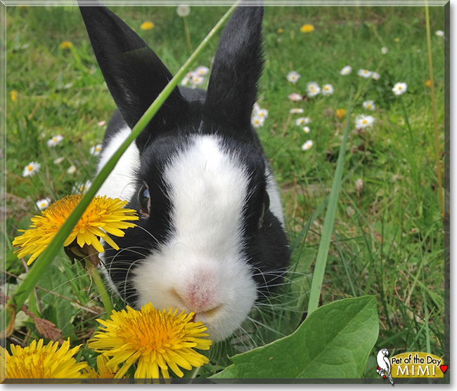 Mimi the Dutch Rabbit, the Pet of the Day Mimi the Dutch Rabbit, the Pet of the Day