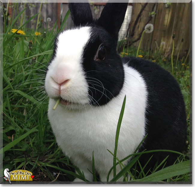 Mimi the Dutch Rabbit, the Pet of the Day