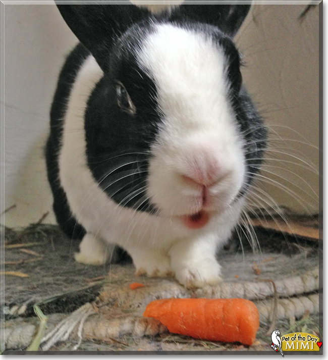Mimi the Dutch Rabbit, the Pet of the Day