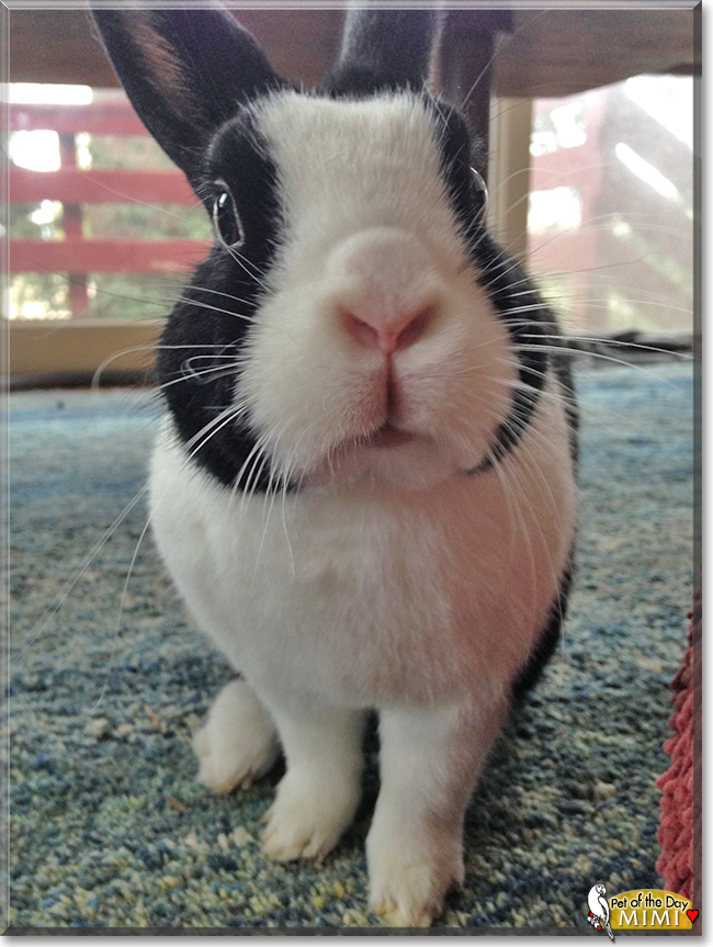 Mimi the Dutch Rabbit, the Pet of the Day