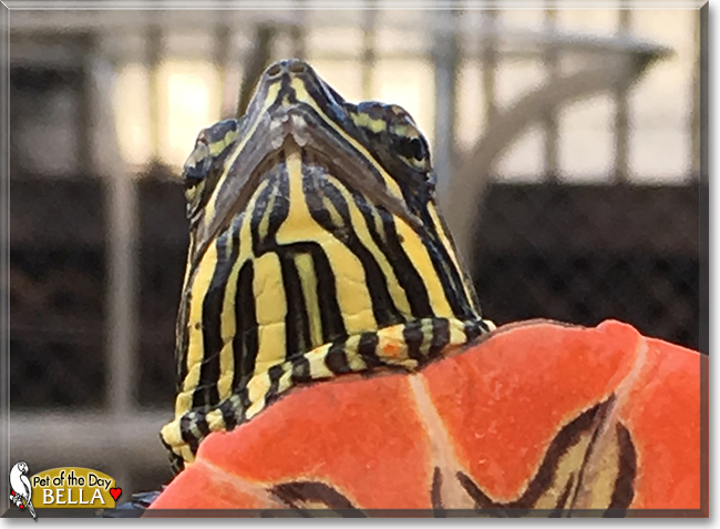 Bella the Western Painted Turtle, the Pet of the Day Bella the Western Painted Turtle, the Pet of the Day
