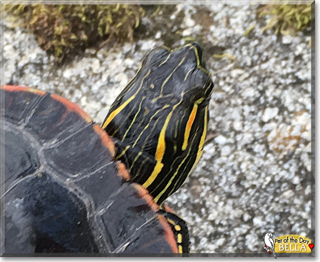 Bella the Western Painted Turtle, the Pet of the Day