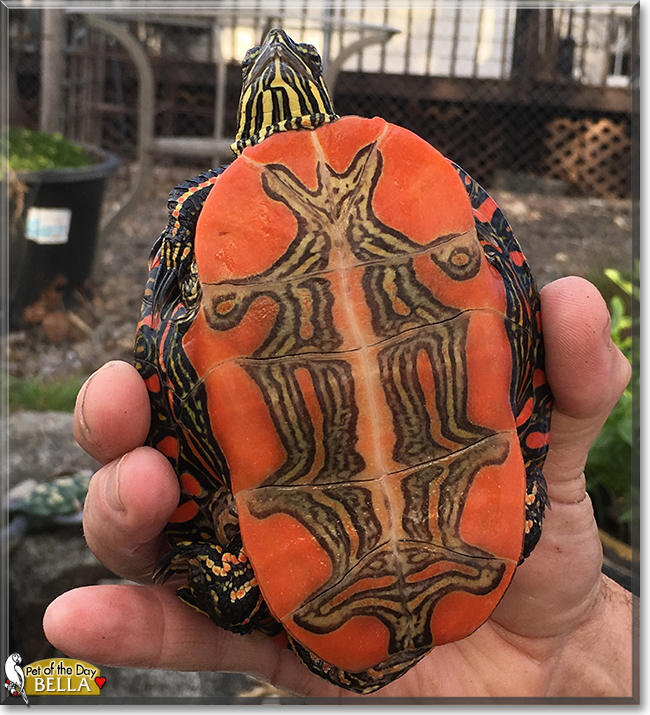 Bella the Western Painted Turtle, the Pet of the Day