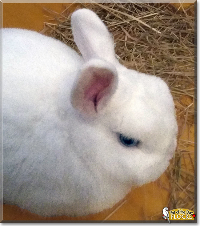 Flocke the Fox Rabbit, the Pet of the Day Flocke the Fox Rabbit, the Pet of the Day
