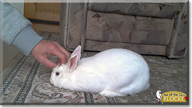 Flocke the Fox Rabbit, the Pet of the Day