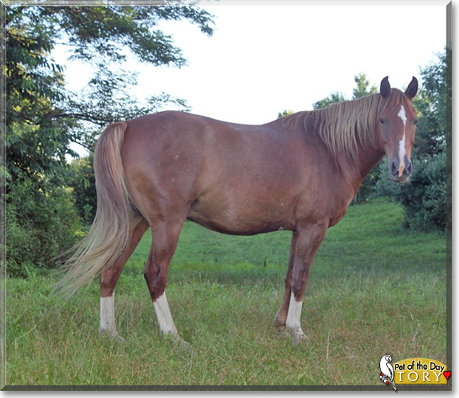Tory the Tennessee Walking Horse, the Pet of the Day Tory the Tennessee Walking Horse, the Pet of the Day